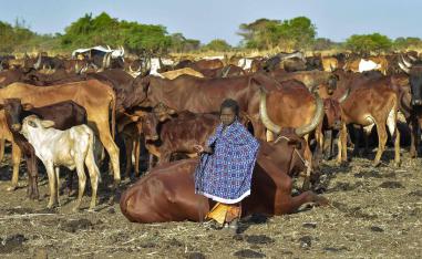 فتاة صغيرة تقف بجانب قطيع من الماشية في أوديير بجنوب السودان 