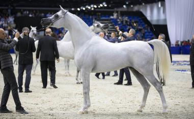 خيول
