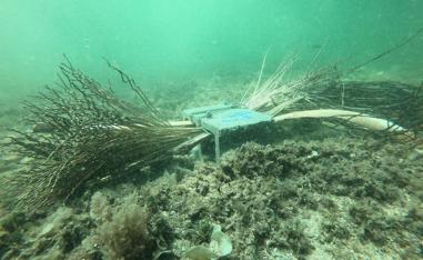 Sea urchins and other creatures using the artificial reefs 