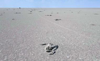 An environmental disaster