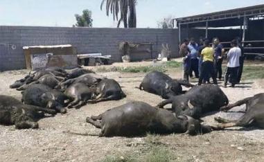 Buffaloes perished from lack of water