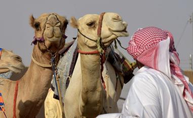 ابل سعودية