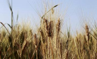 Lebanon is in talks with other countries to provide wheat