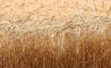 The worst Moroccan drought in 30 years has compromised this year's harvest