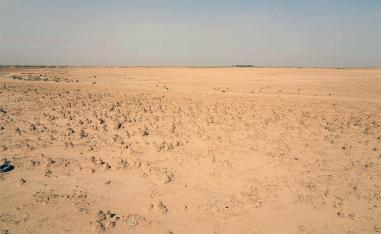 The drought has disrupted a delicate and interdependent ecosystem sustained by the rare desert oasis