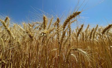 A wheat field in Krib town, Tunisia 