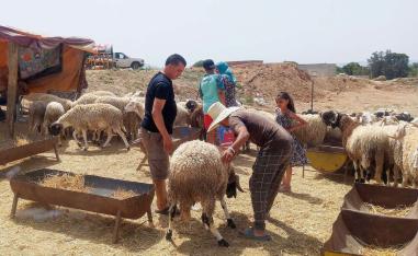 الأضاحي بتونس