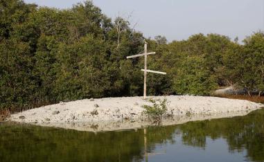 A view of Abu Dhabi's Grey mangrove