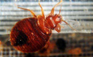A bedbug