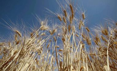 Algerian state grains agency says it treats all suppliers fairly regardless of their wheat's origin