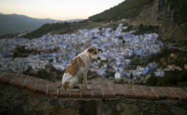 Morocco is adopting an animal-friendly approach for its fight against stray dogs