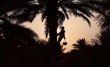 النخلة