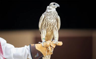 Strong participation from leading international breeding operations alongside Saudi farms