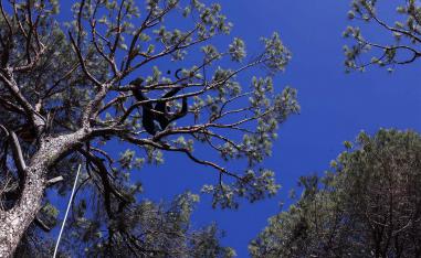 Insects threaten Lebanon's prized pine nuts