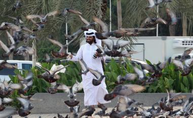 الحمام الزاجل
