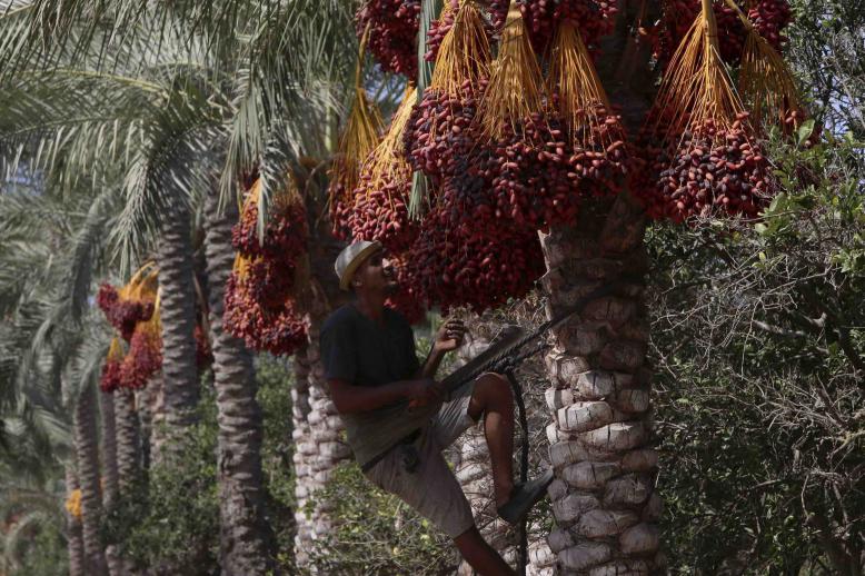 The offering of the sweet fruit, coupled with a cup of coffee, is a sign of good old-fashioned Arab hospitality.