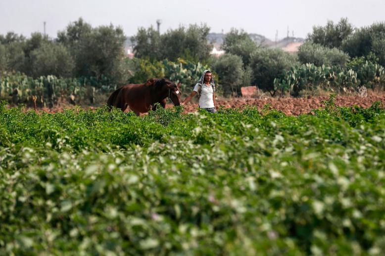 A Palestinian farmer works at a field next to the border fence with Israel (background), east of Gaza City, on October 16, 2019