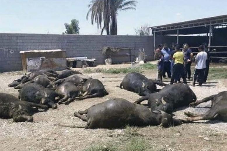 Buffaloes perished from lack of water