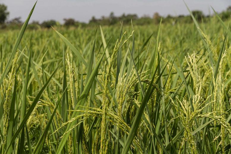 Mali's grain export ban came in to effect on Monday
