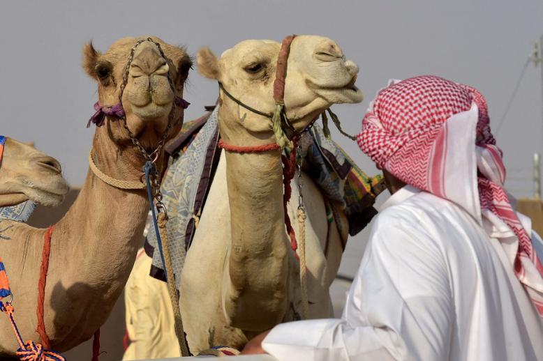 ابل سعودية