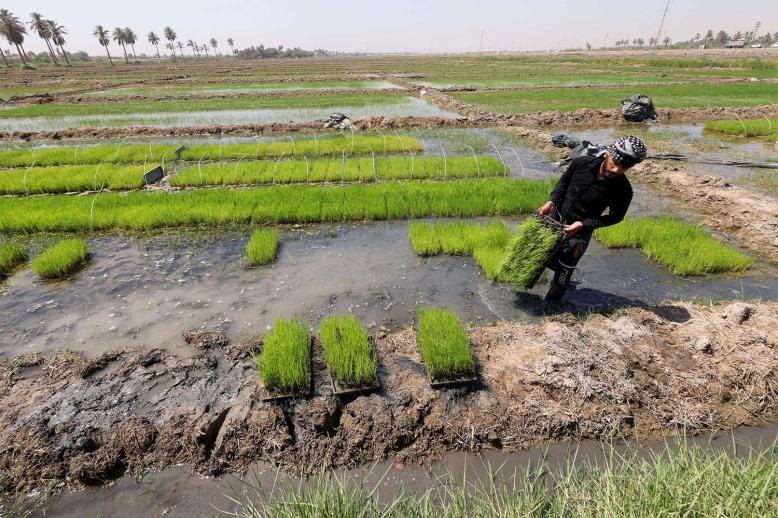 Iraq is one of the world's top 10 importers of rice and wheat