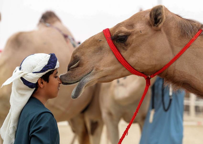 حليب الإبل مفيد للأطفال