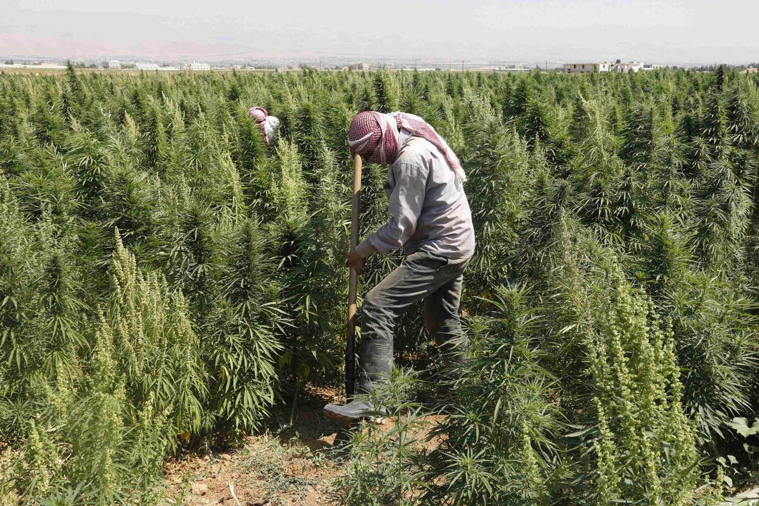 مزارعان يعملان في حقل للقنب في البقاع
