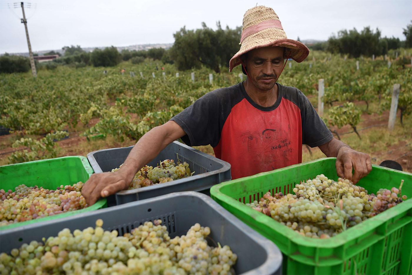 Fisheries and Agriculture, which together account for about 17 percent of Morocco’s GDP, created 9,000 jobs 