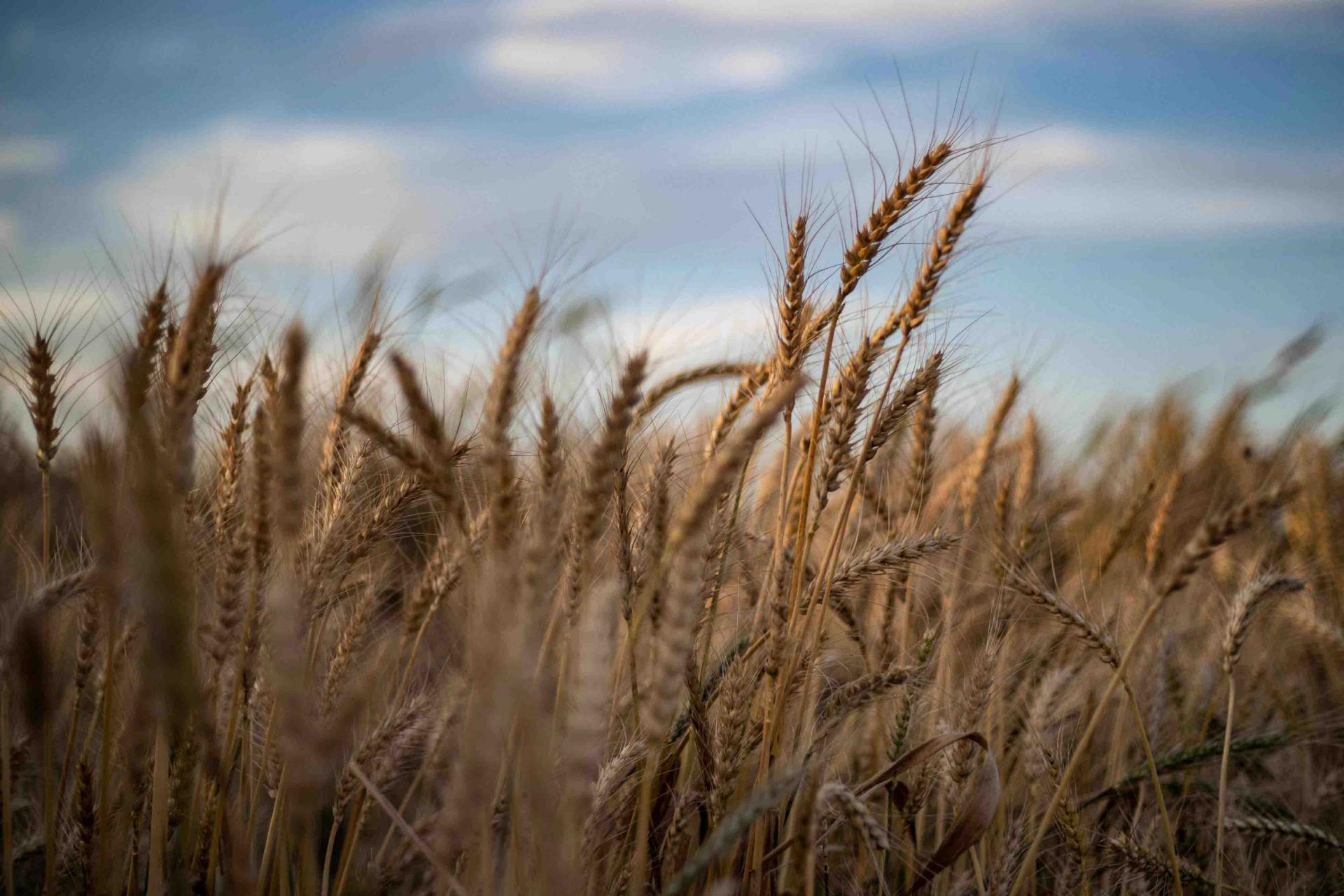 Our "livelihood should not be transformed into a political bargaining chip," said farmer