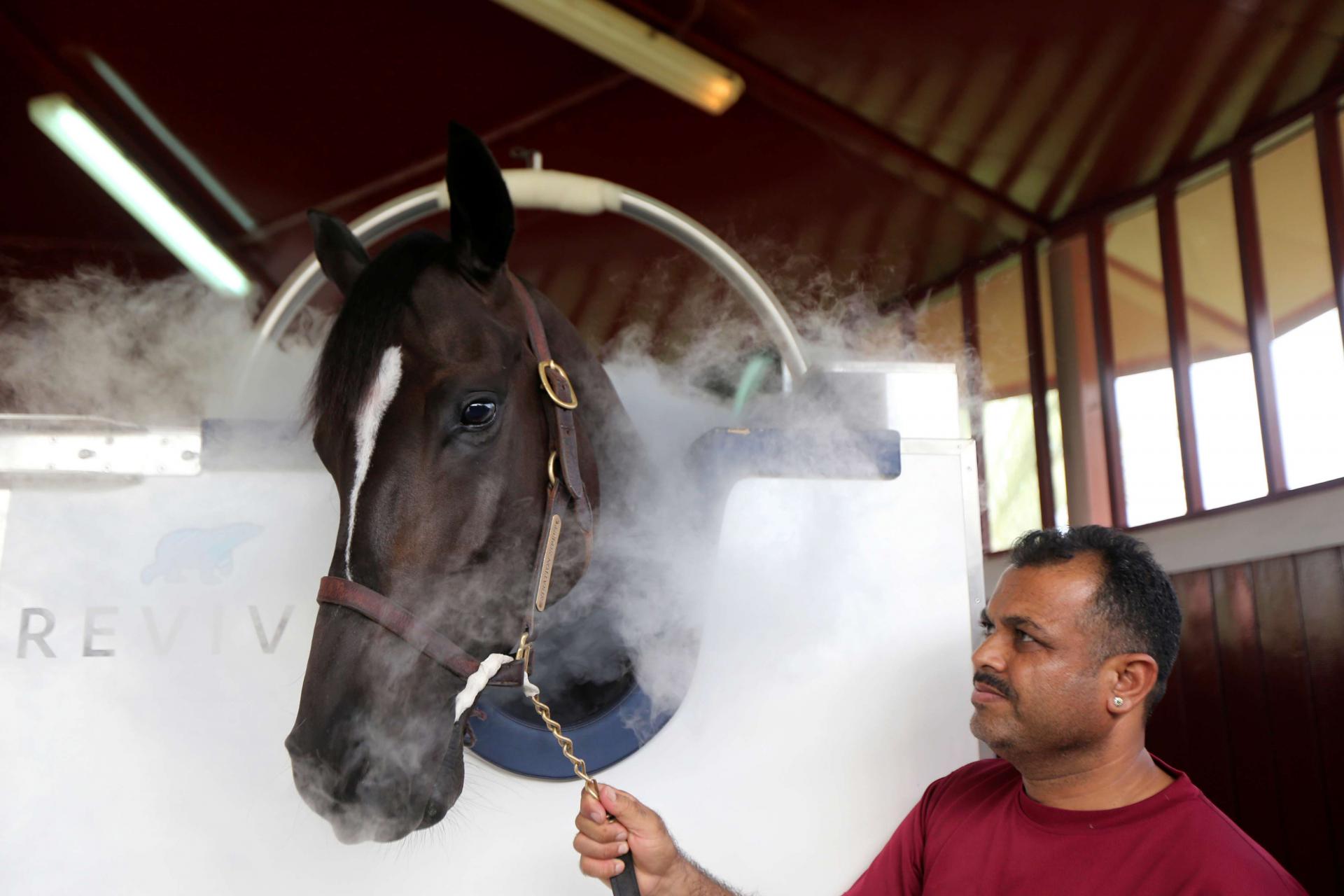 The horses are gradually introduced to the cabin, which fits snugly around their bodies leaving their heads and necks free