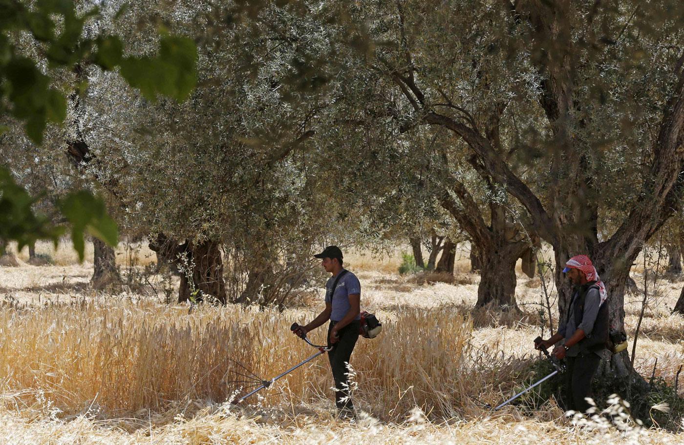 Wheat in Syria is used in the production of flat bread, a subsidised staple