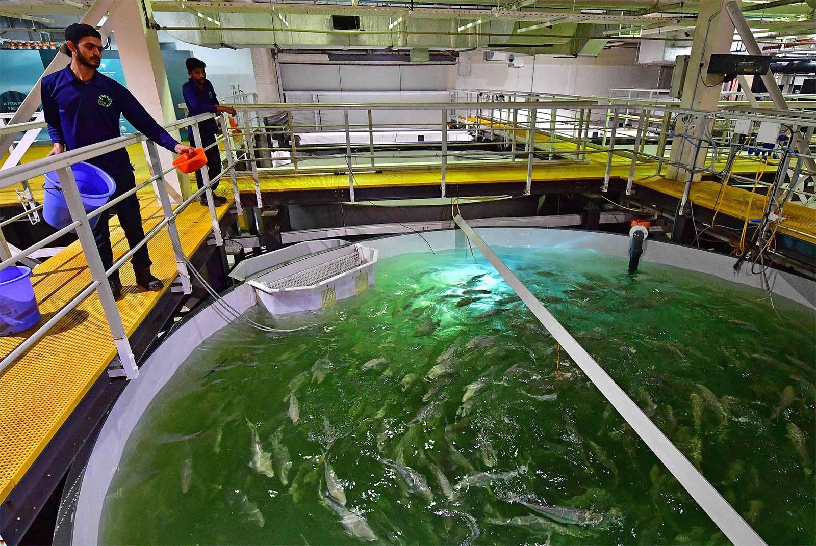 A worker feeds salmon at a Fish Farm facility in Dubai 