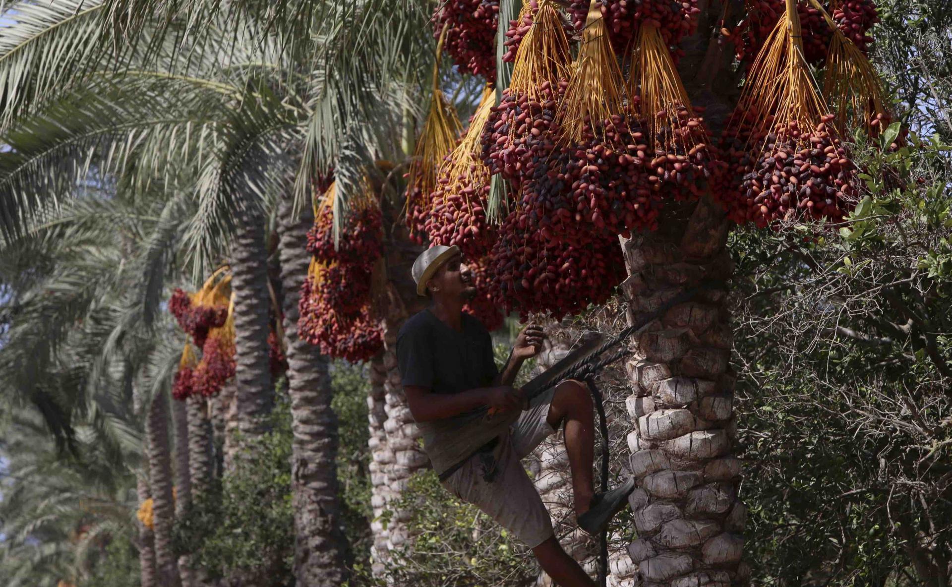 The offering of the sweet fruit, coupled with a cup of coffee, is a sign of good old-fashioned Arab hospitality.