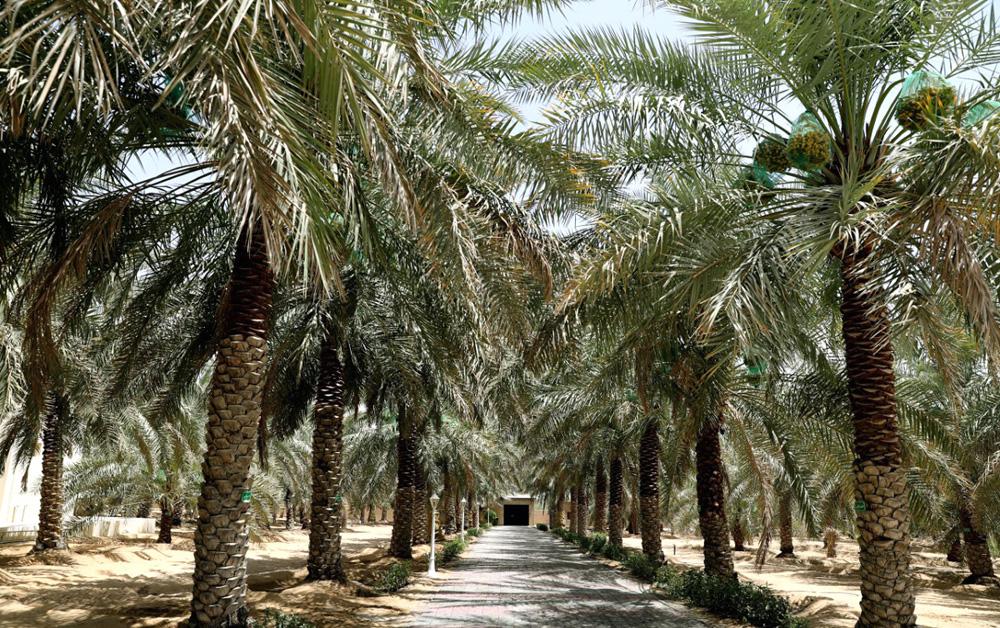 23 مسابقة تراثية 