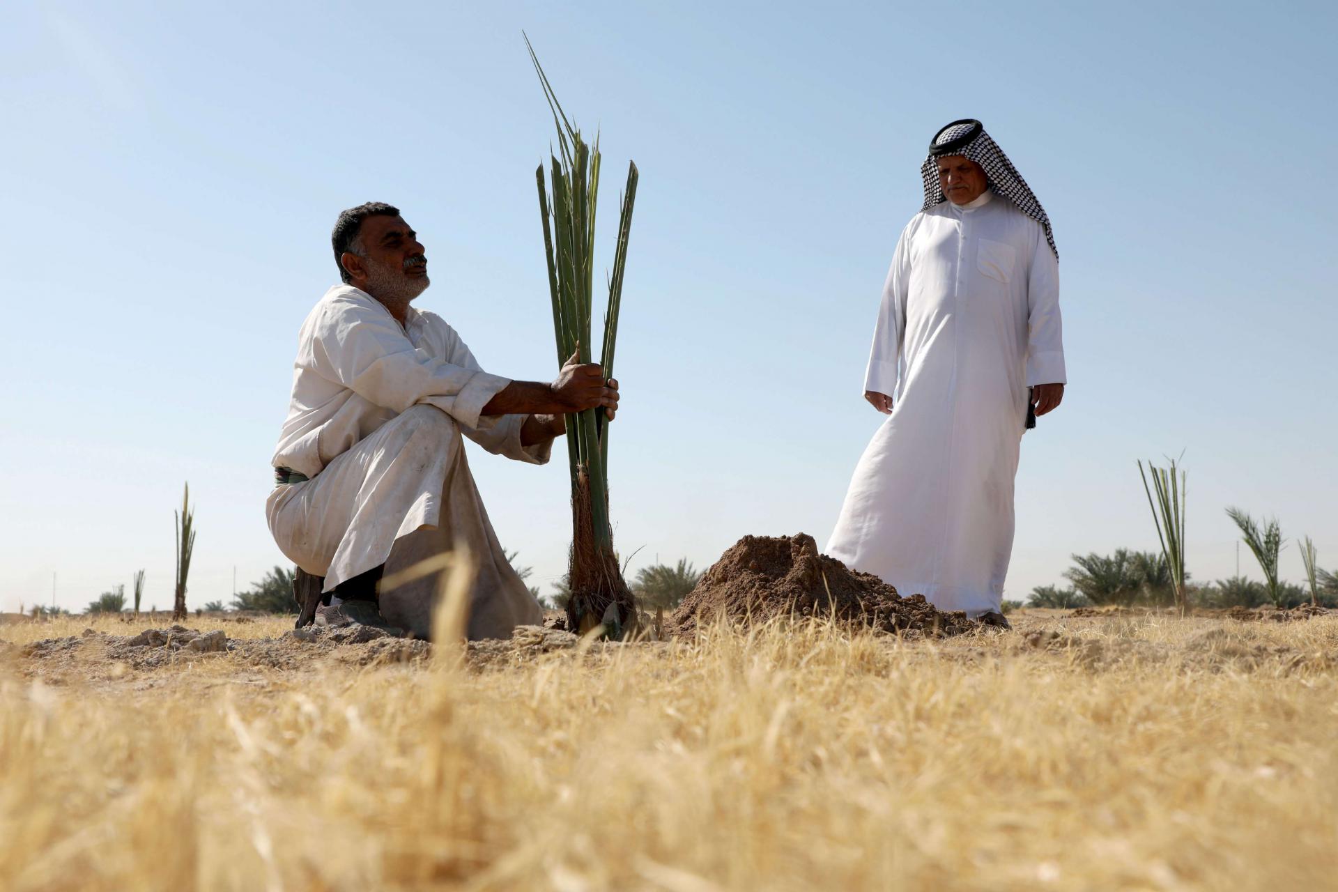 عراقيان يزرعان شجرة نخيل في صحراء البصرة