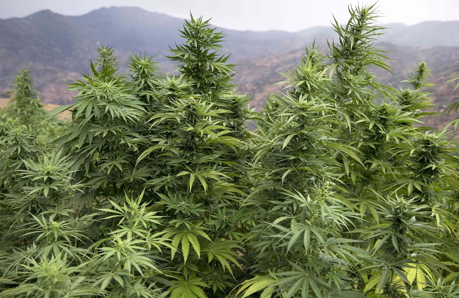 The cannabis bill aims to improve farmers' income and create promising and fixed employment opportunities