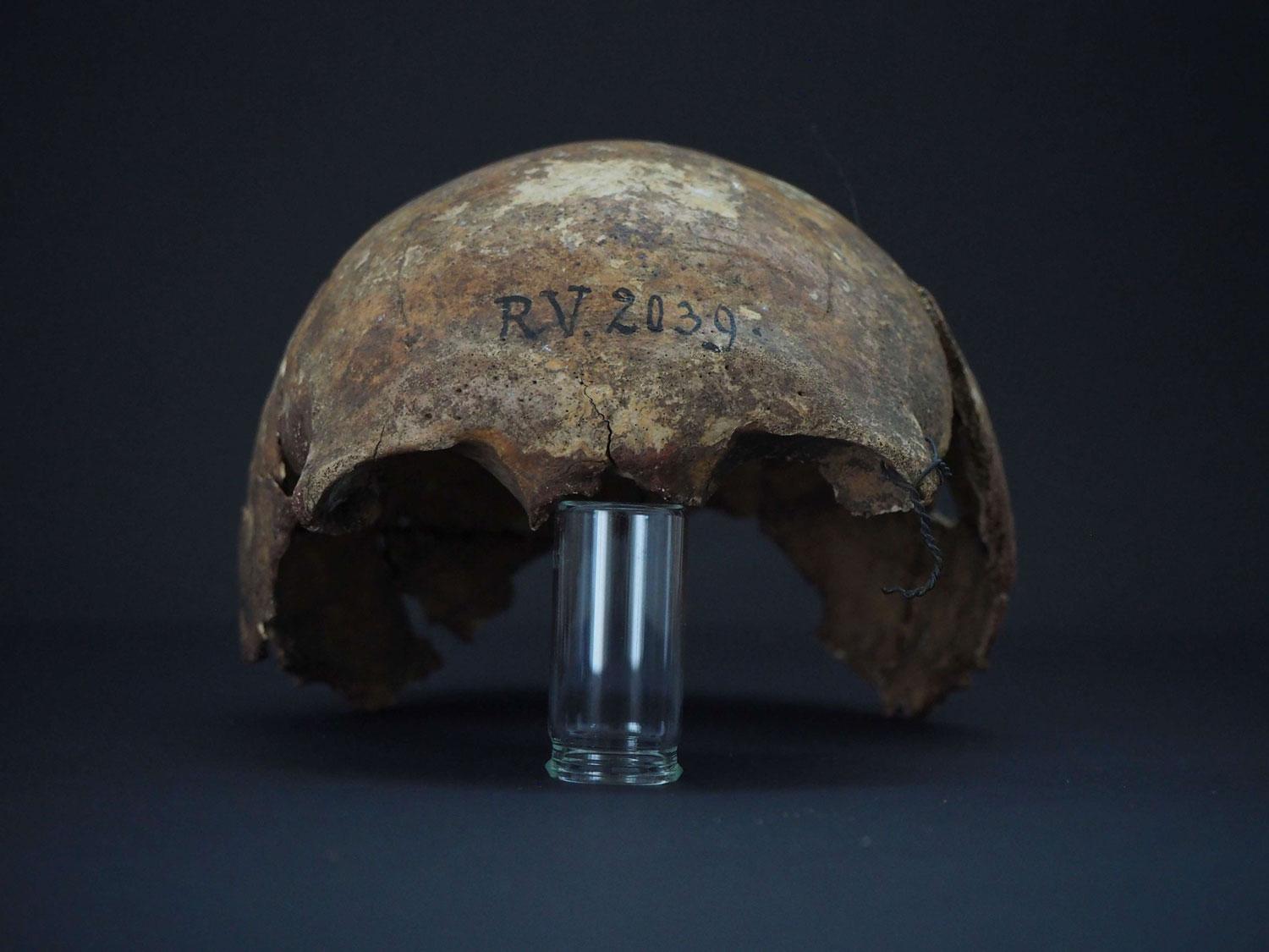 دماغ
