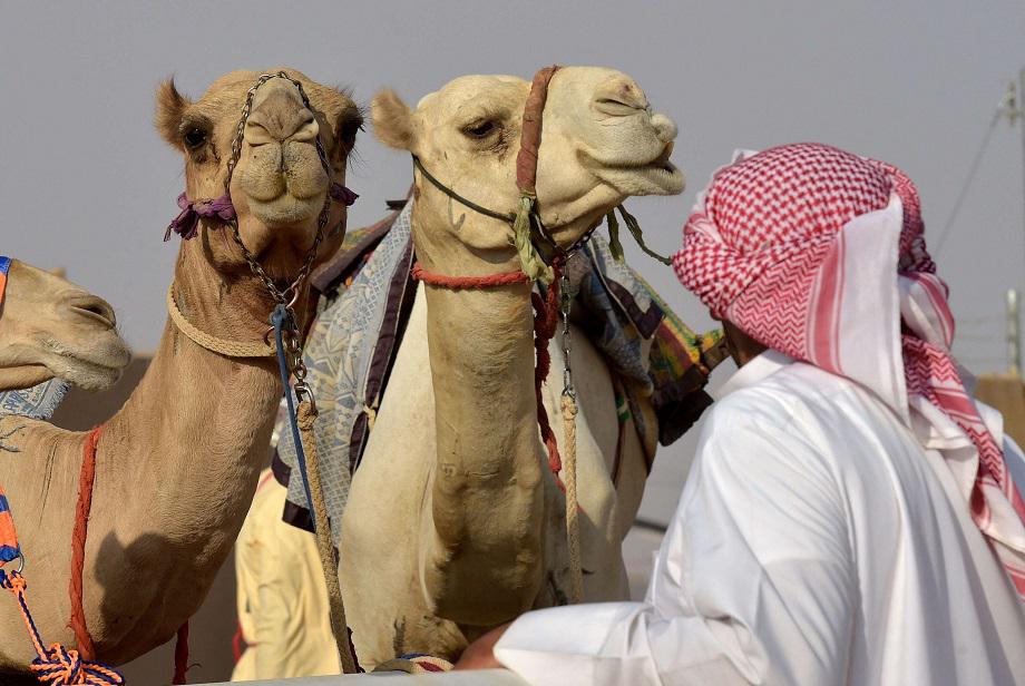 ابل سعودية