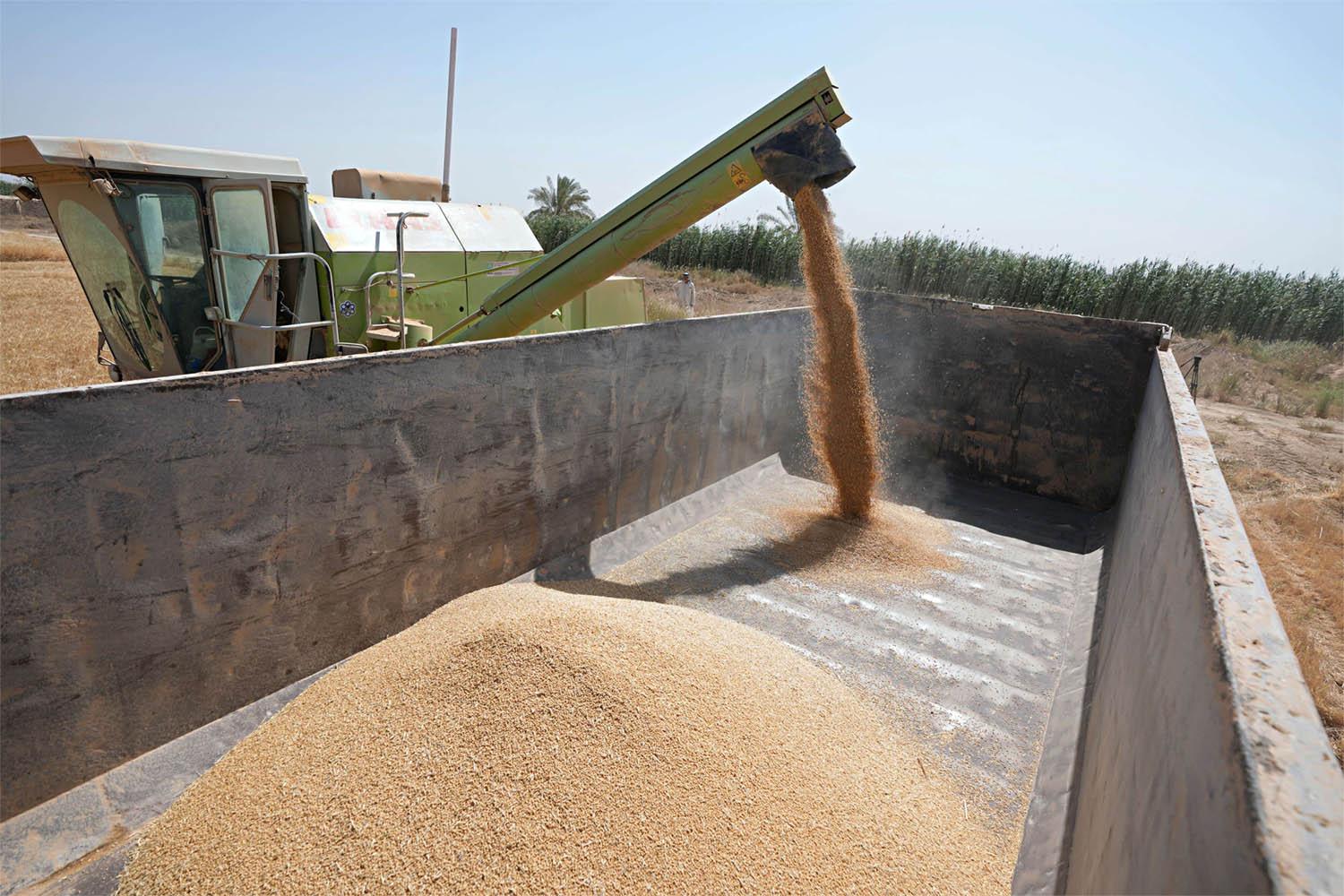 Less water has meant a smaller grain size and lower crop yields