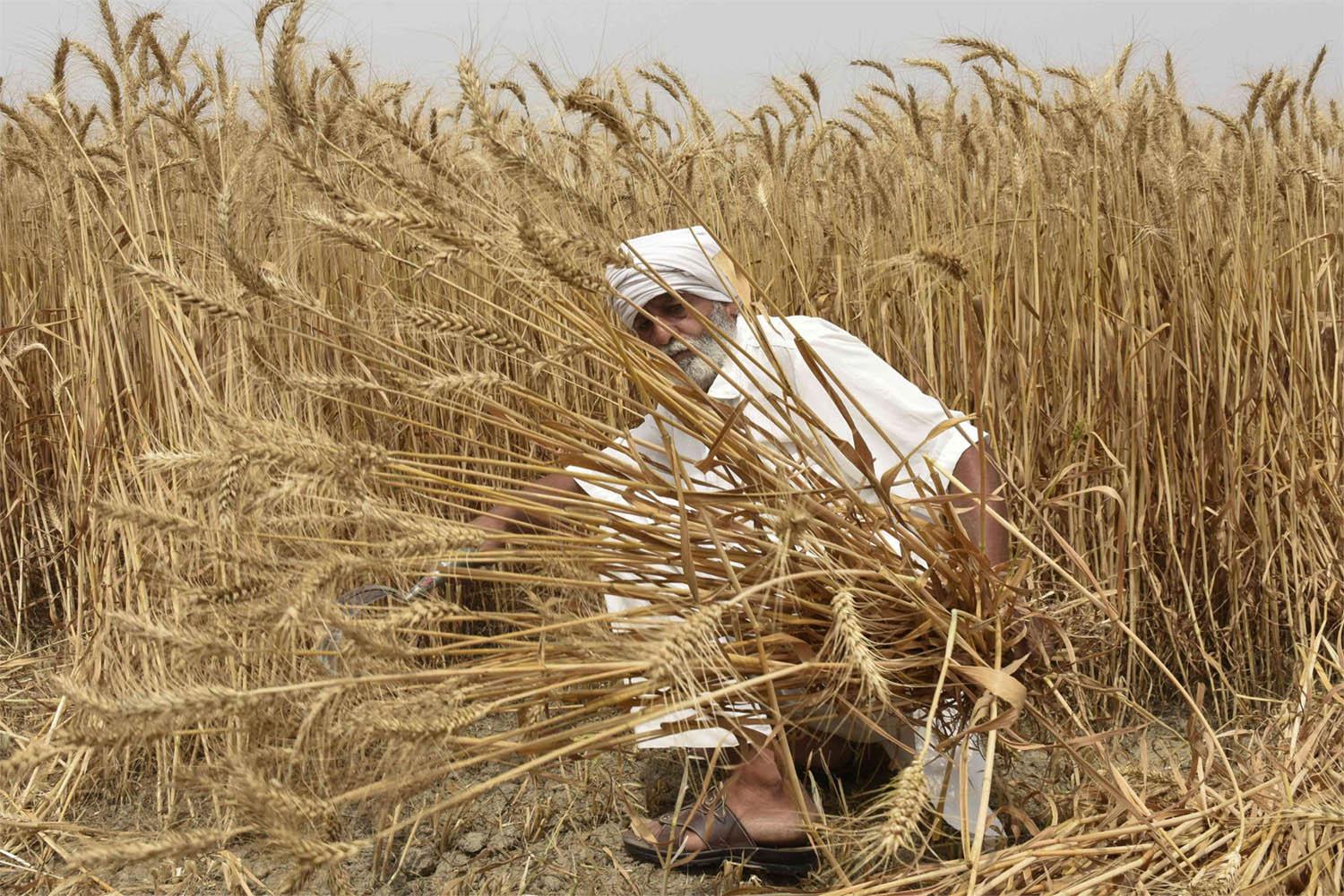 Egypt has agreed to buy half a million tonnes of wheat from India exempt from the export ban