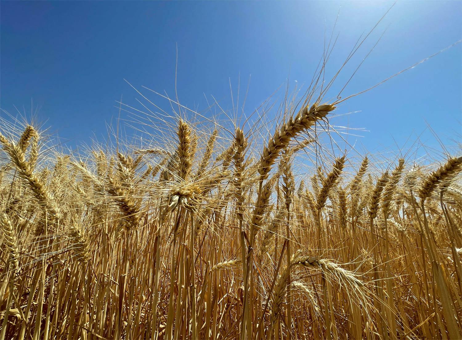 A wheat field in Krib town, Tunisia 