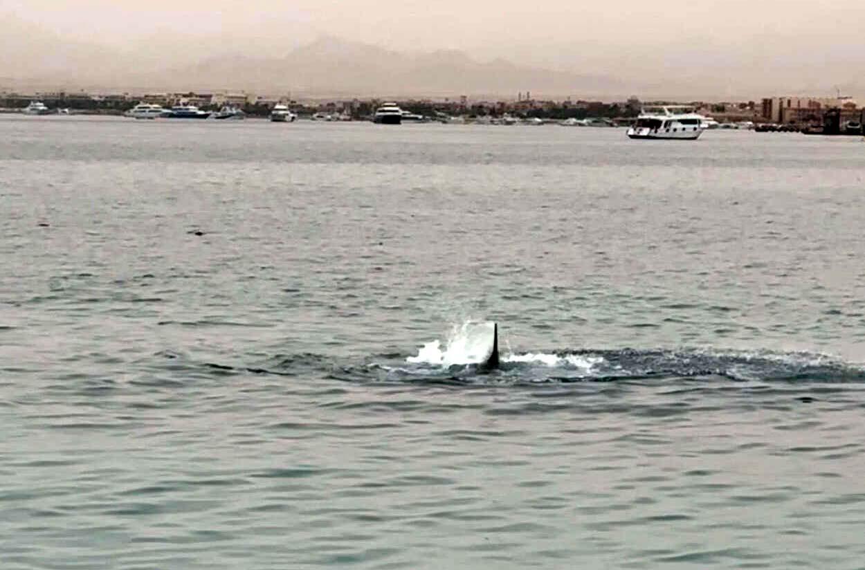 The shark was captured