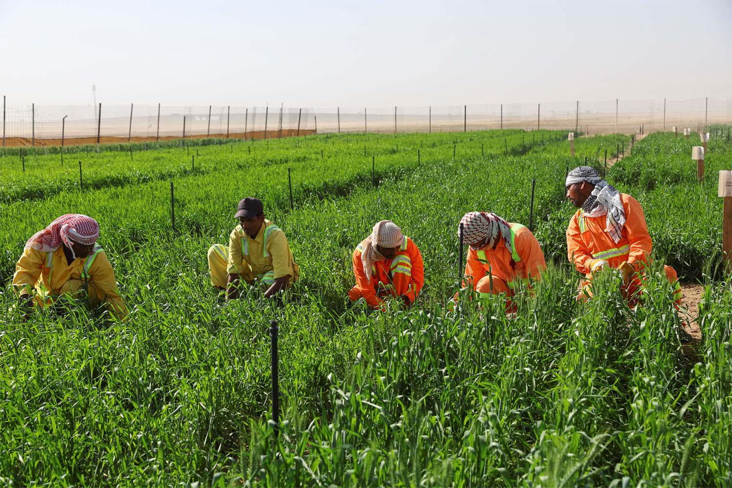 For the first time, agriculture is a major focus at this COP28 climate summit