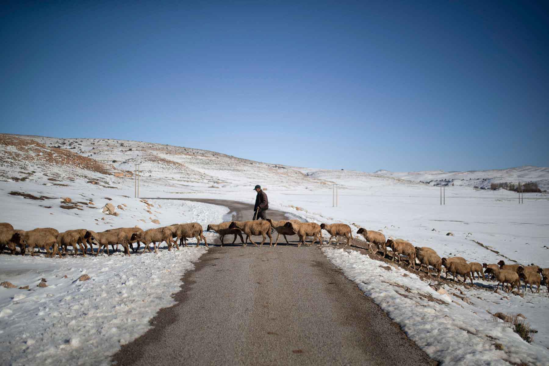 A shepherd crosses a road with his sheep as they graze in amongst the snow in the Middle Atlas, near Azrou, Morocco. 