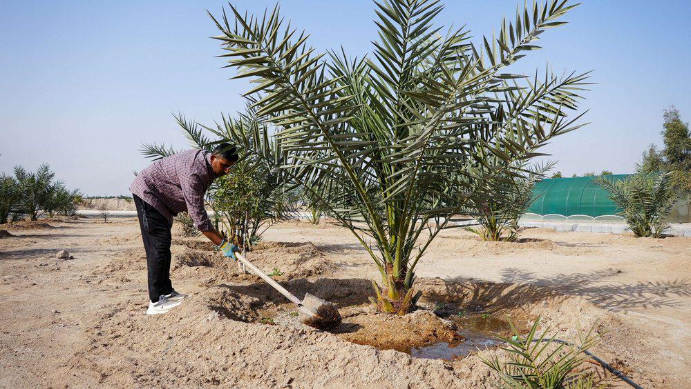 مزارع في البصرة